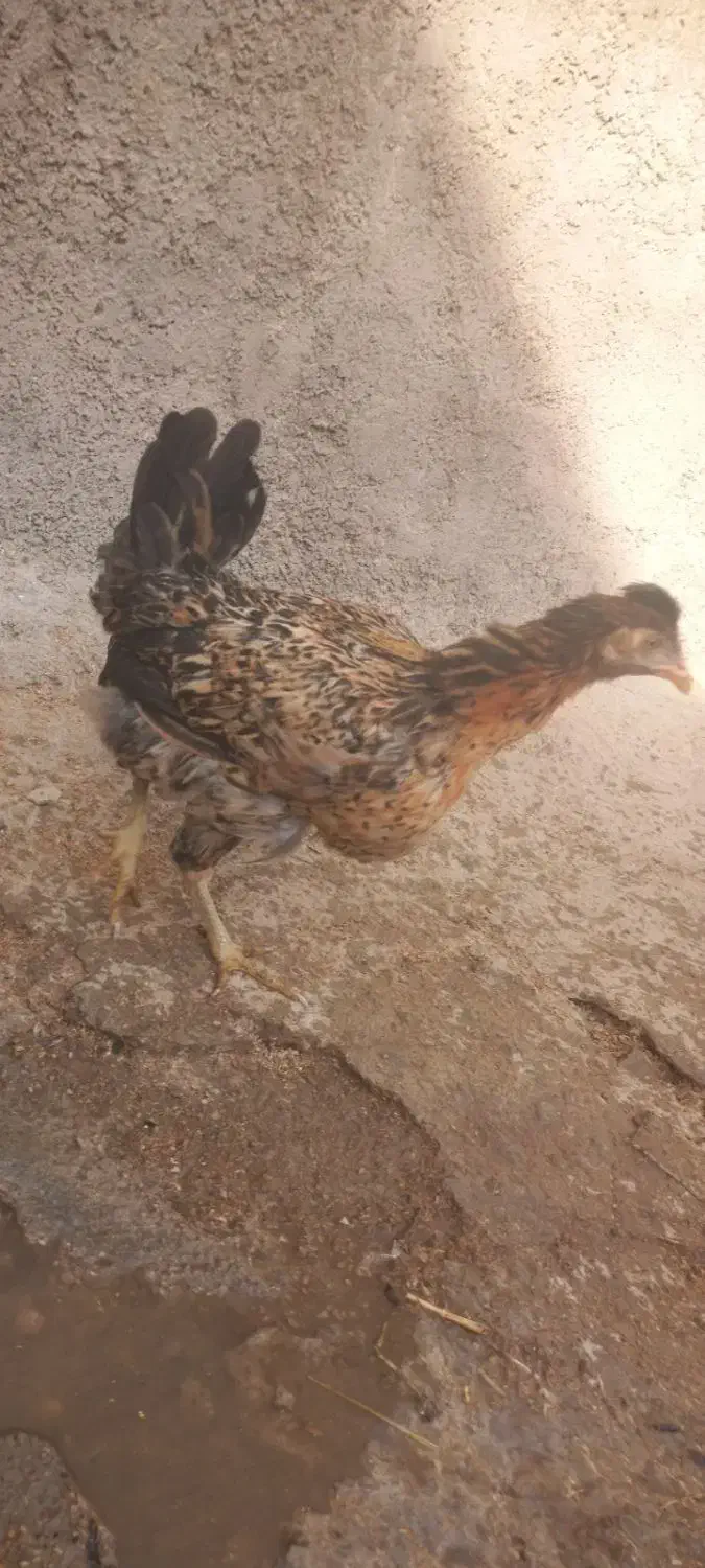 فروش دو تا مرغ  جوون ۴ و ۵ ماهه  صحیح سالم|پرنده|فیروزکوه, |دیوار