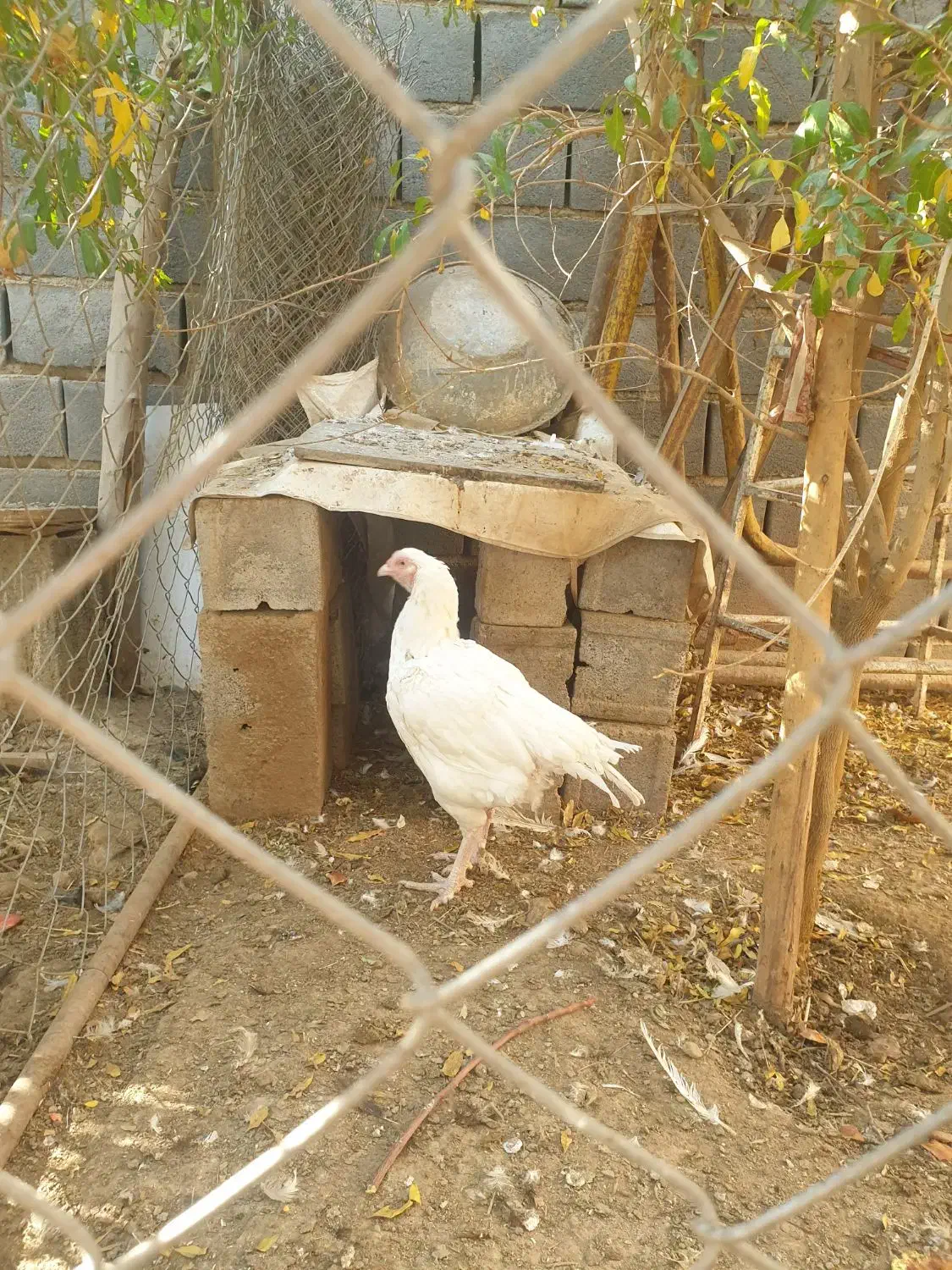 خروس و مرغ تخمی و بوقلمون|حیوانات مزرعه|شریف‌آباد, |دیوار