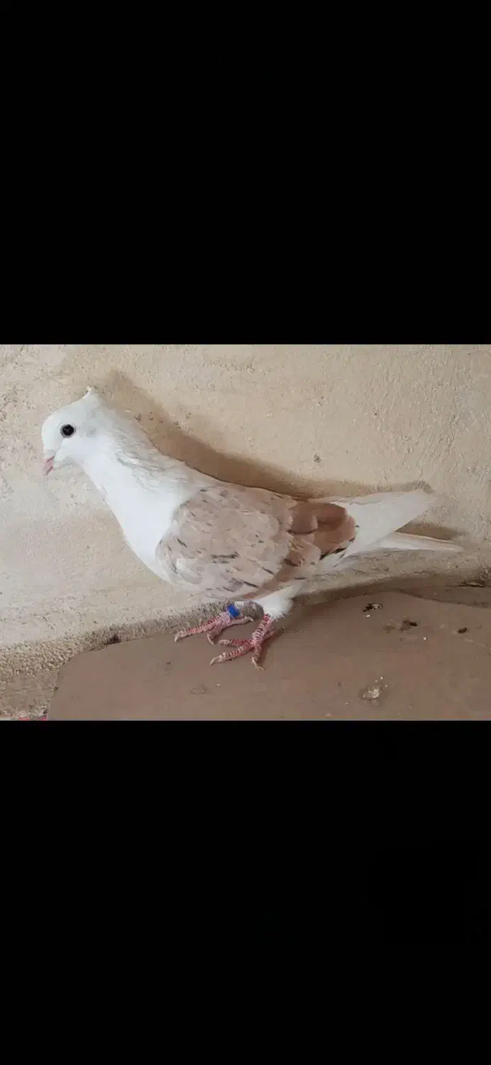 نر درجه یک|پرنده|بیرانوند, |دیوار