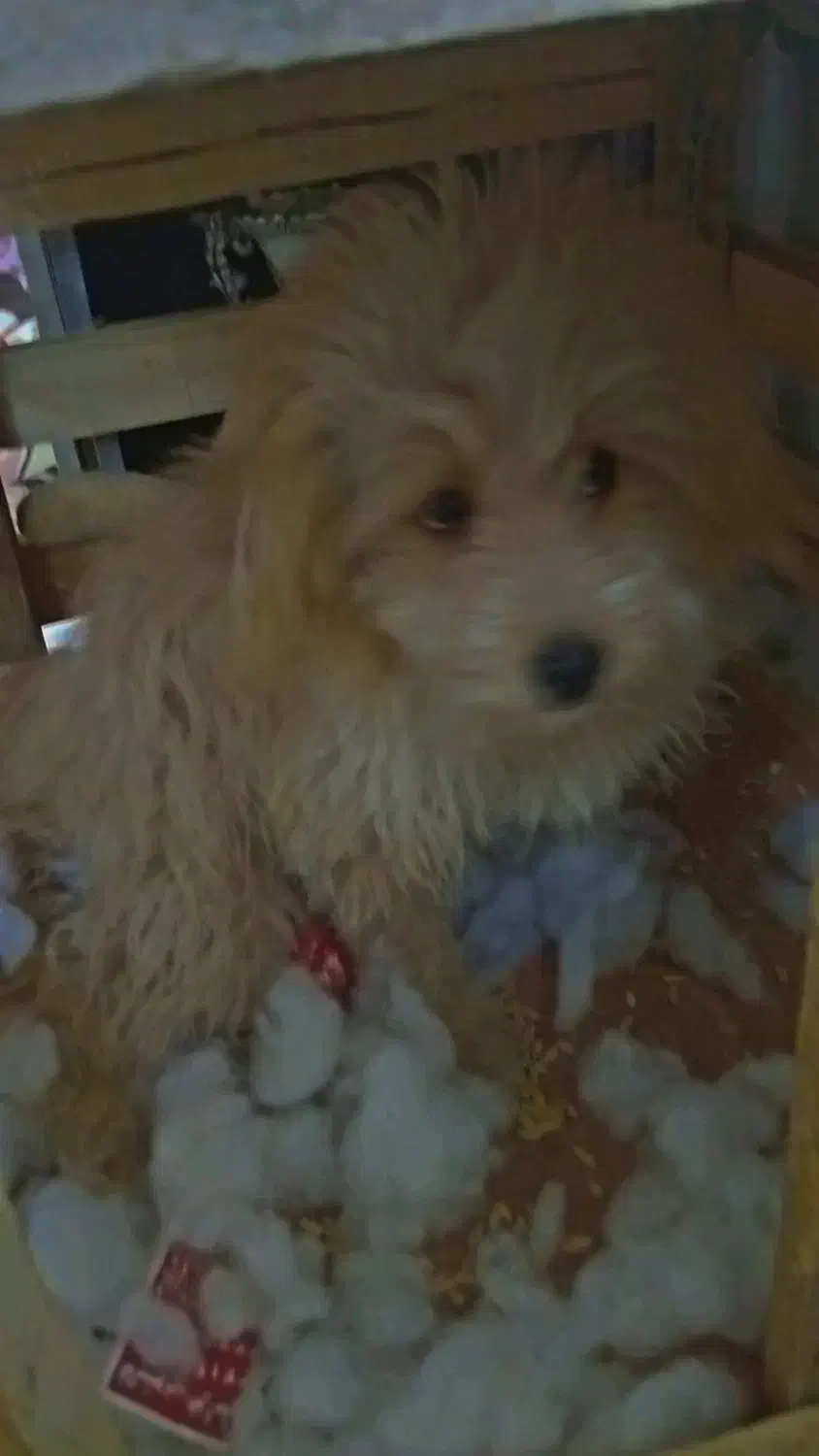 سگ پودل کراس|سگ|مشهد, کوی ولیعصر|دیوار