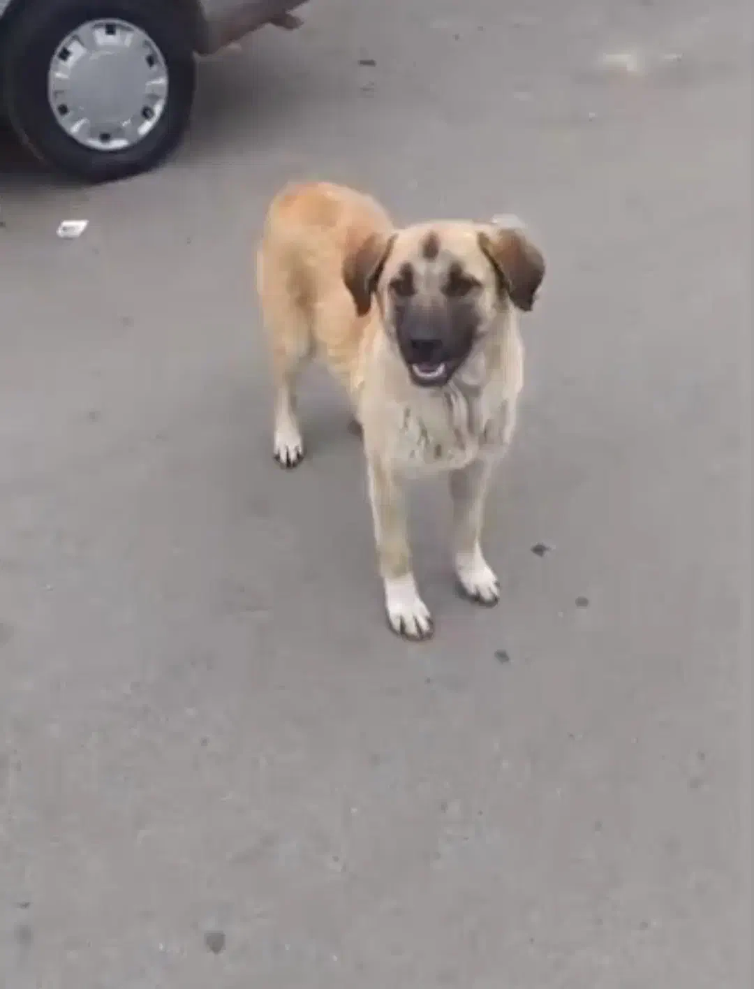 گمشده|حیوانات|میانه, |دیوار