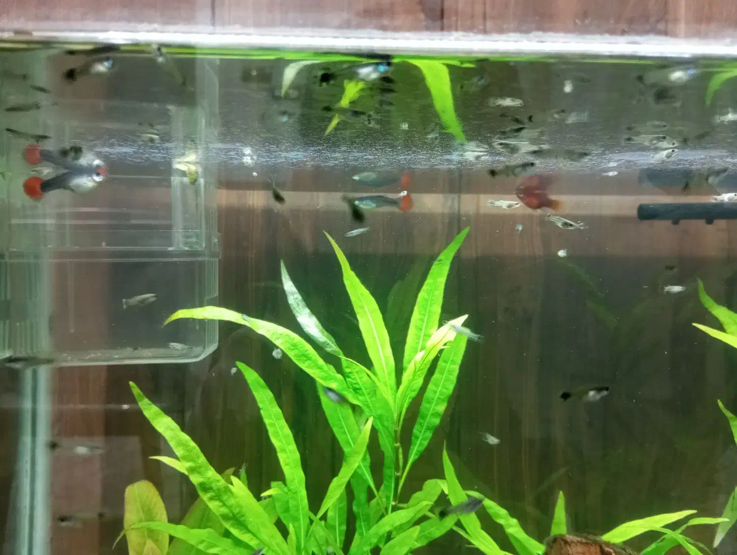 جوجه ماهی گوپی|ماهی|مشهد, شهرک مهر آباد|دیوار