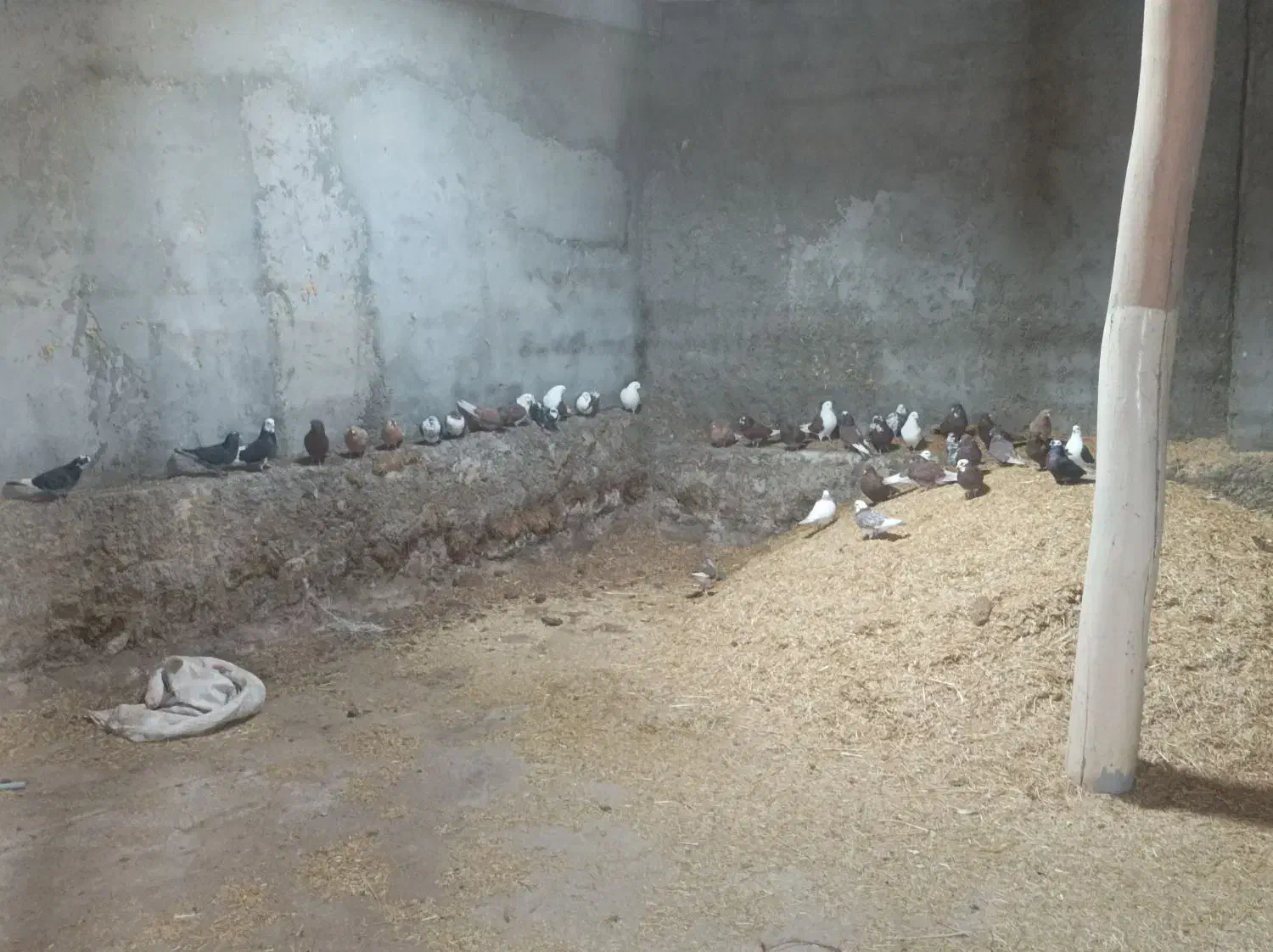 کبوترپرشی|پرنده|ملکان, |دیوار