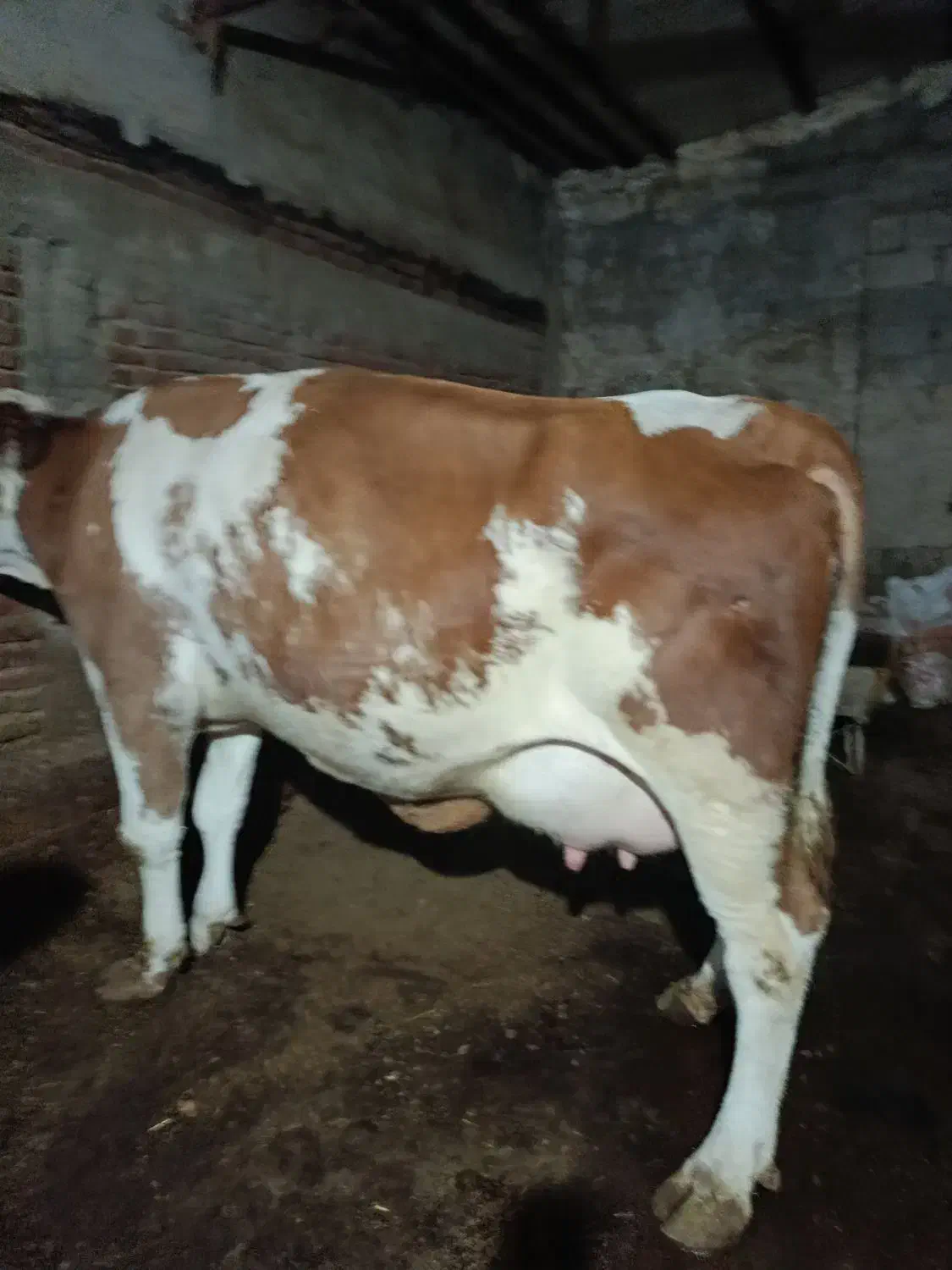 تلیسه عروسک|حیوانات مزرعه|زنجان, |دیوار