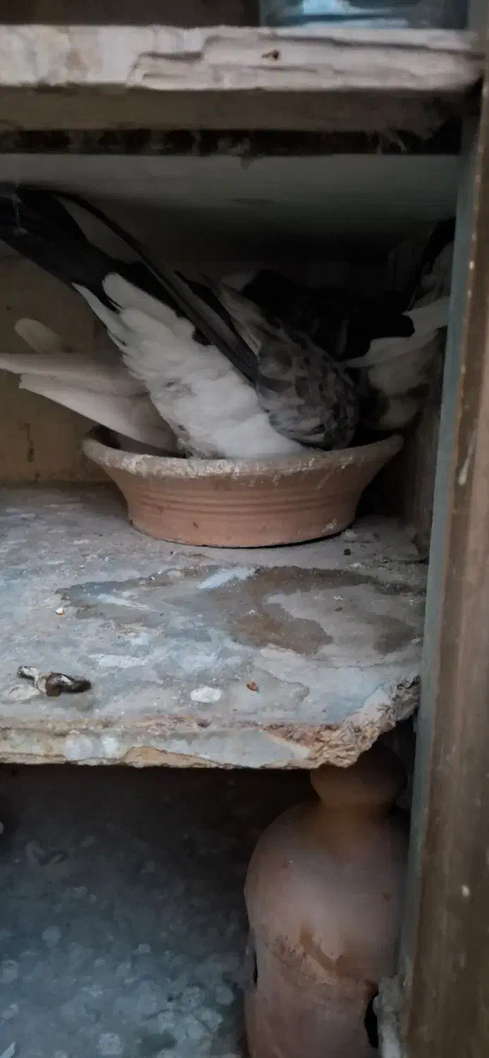 کفتر 25 عدد|پرنده|فردیس, قریشی|دیوار