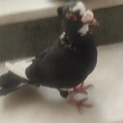 نر پلنگ سیاه کاکل تر تمیز 8*8|پرنده|زاهدان, |دیوار