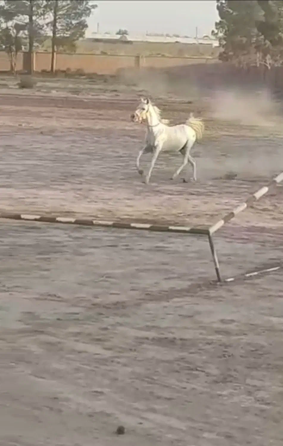 اسب کرد سواری|اسب و تجهیزات اسبسواری|اردکان, |دیوار