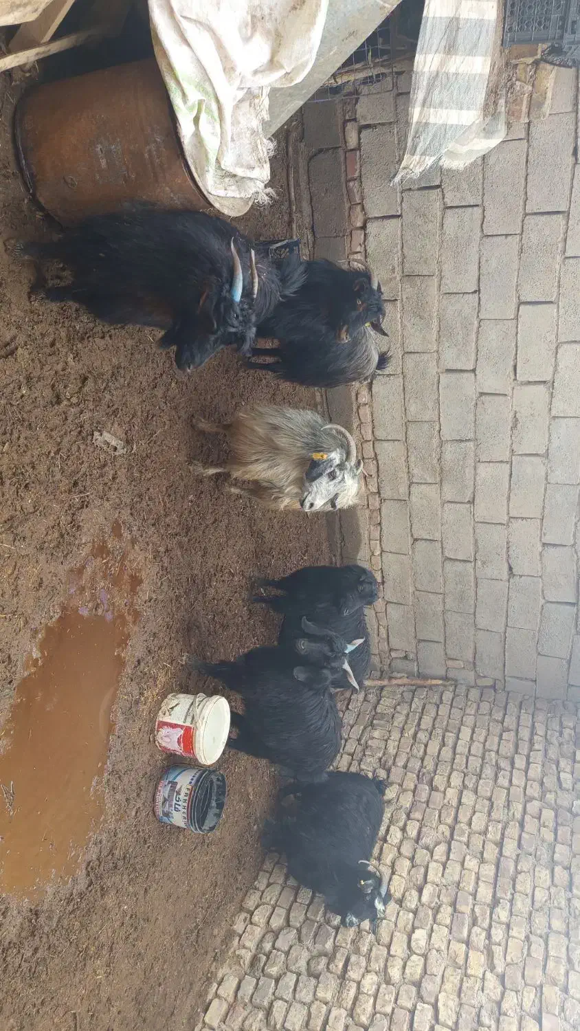 بز فروشی|حیوانات مزرعه|سده (خراسان جنوبی), |دیوار