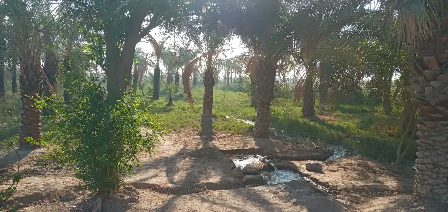 زمین کشاورزی مسکونی|فروش دفتر صنعتی، کشاورزی، تجاری|آبادان, |دیوار