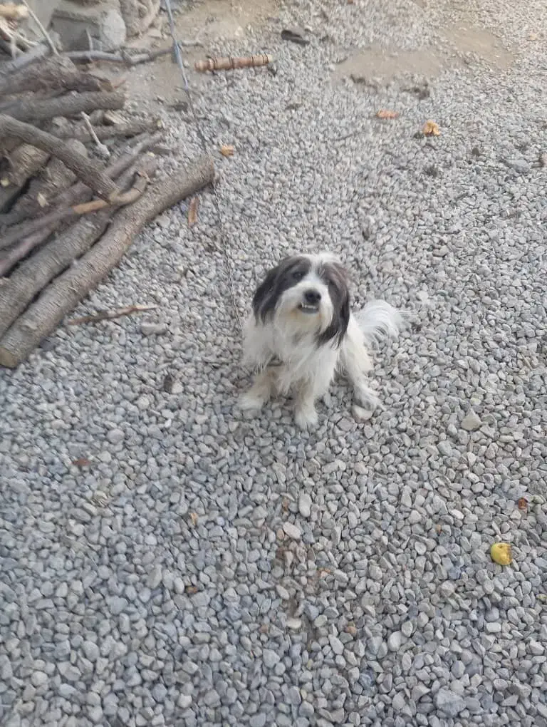 یک عدد پشمالو خارجی ب فروش میرسد|سگ|یاسوج, |دیوار