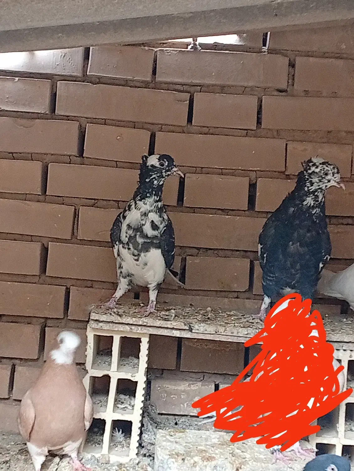 سه عدد کبوتر ویک ماه طوقی|پرنده|دهاقان, |دیوار