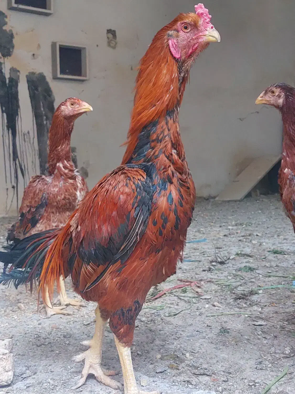 خروس لاری|حیوانات مزرعه|بومهن, |دیوار