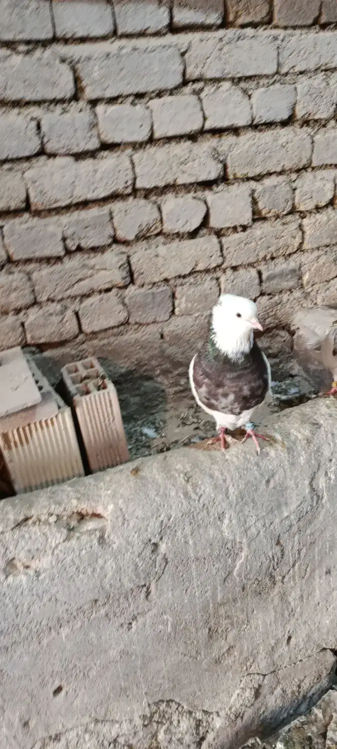 طوقی نر بسیار درشت|پرنده|داران, |دیوار