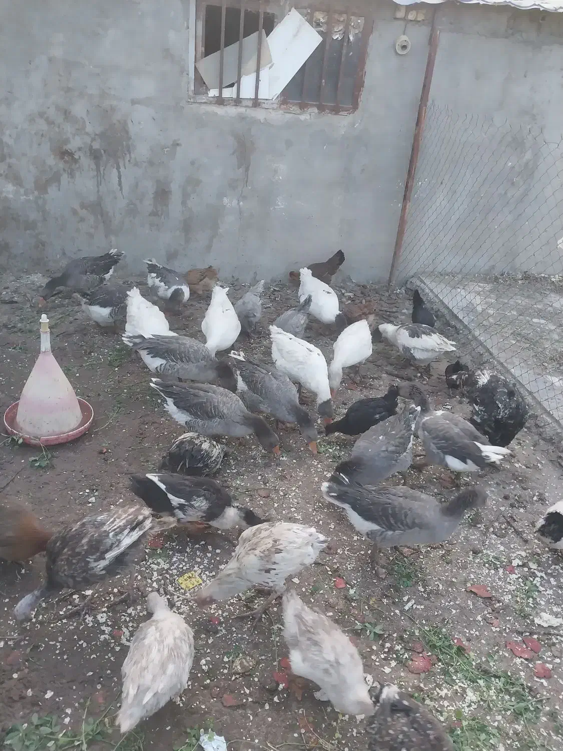 فروش غاز|حیوانات مزرعه|محلات, |دیوار