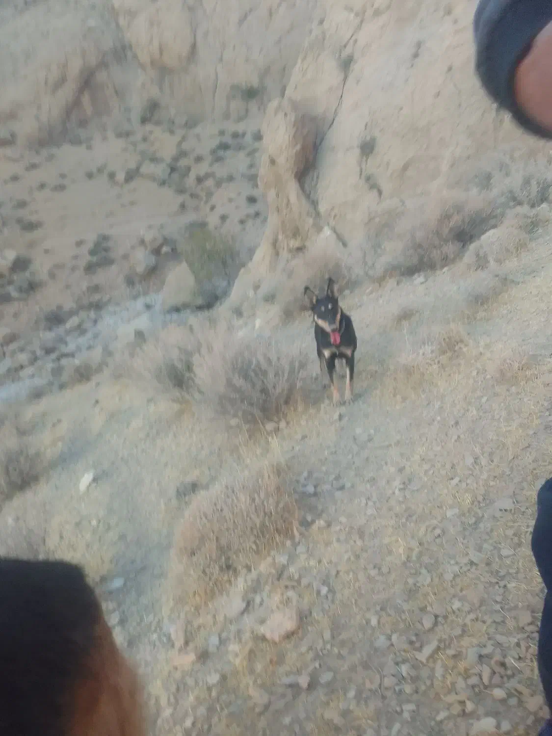 سگ روتفایدر|سگ|مرودشت, نقش رستم|دیوار