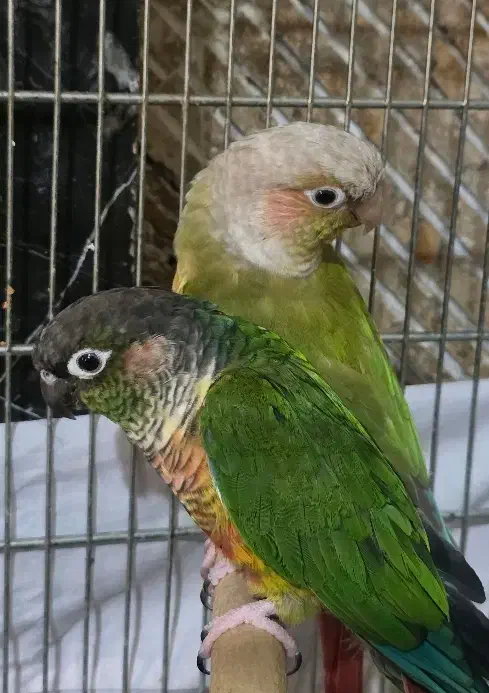 طوطی گرینچیک مولد و قفس ۴خان|پرنده|ری, سیزده آبان|دیوار