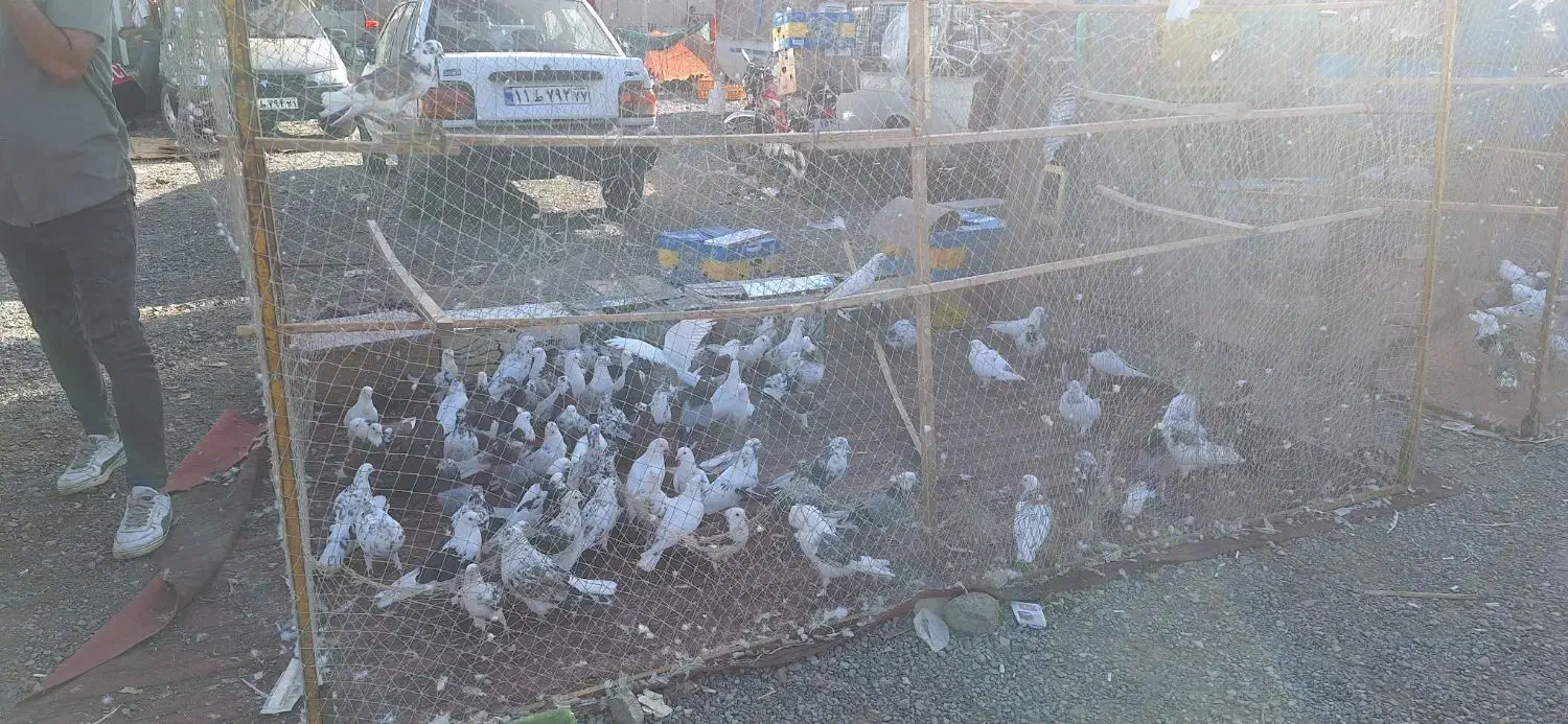 گنجه و تور کبوتر|پرنده|تهران, کوی بیمه|دیوار