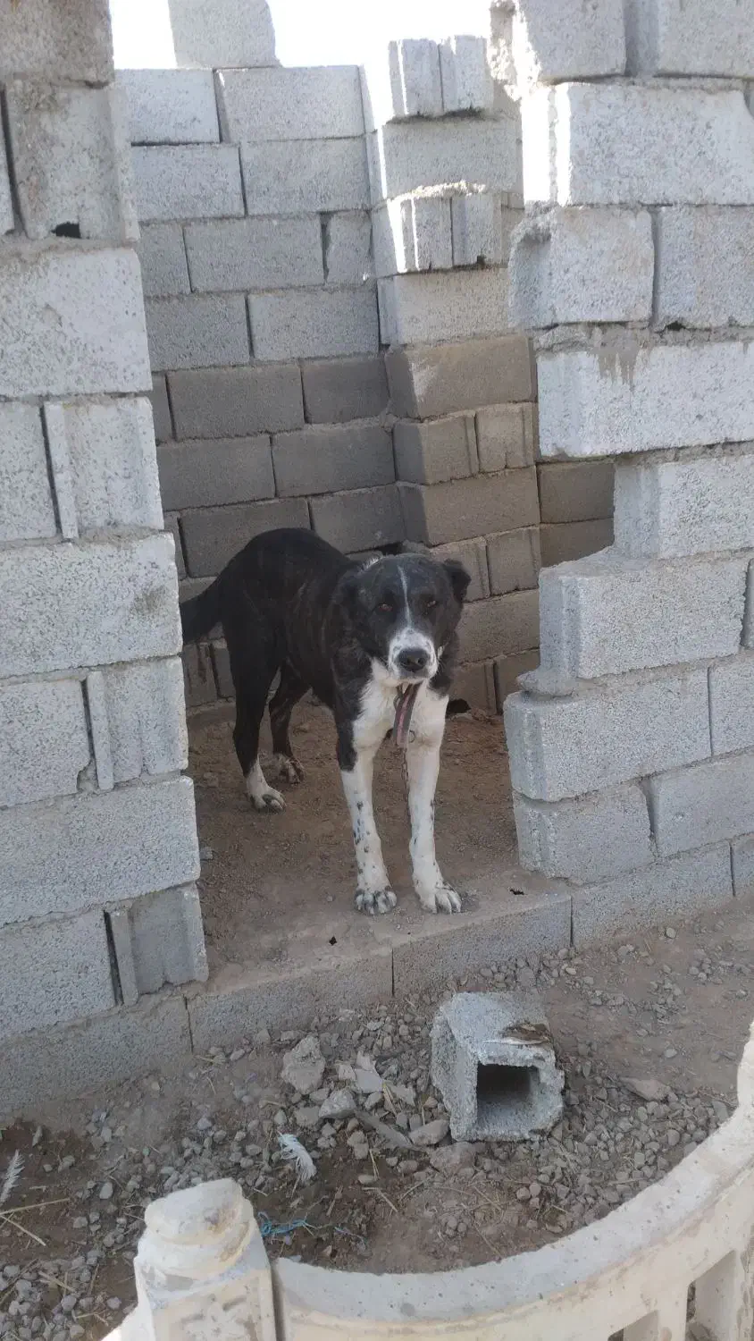 سگ های. نگهبان. واگذاری دهن پاک. به شرط|سگ|جوادآباد, |دیوار