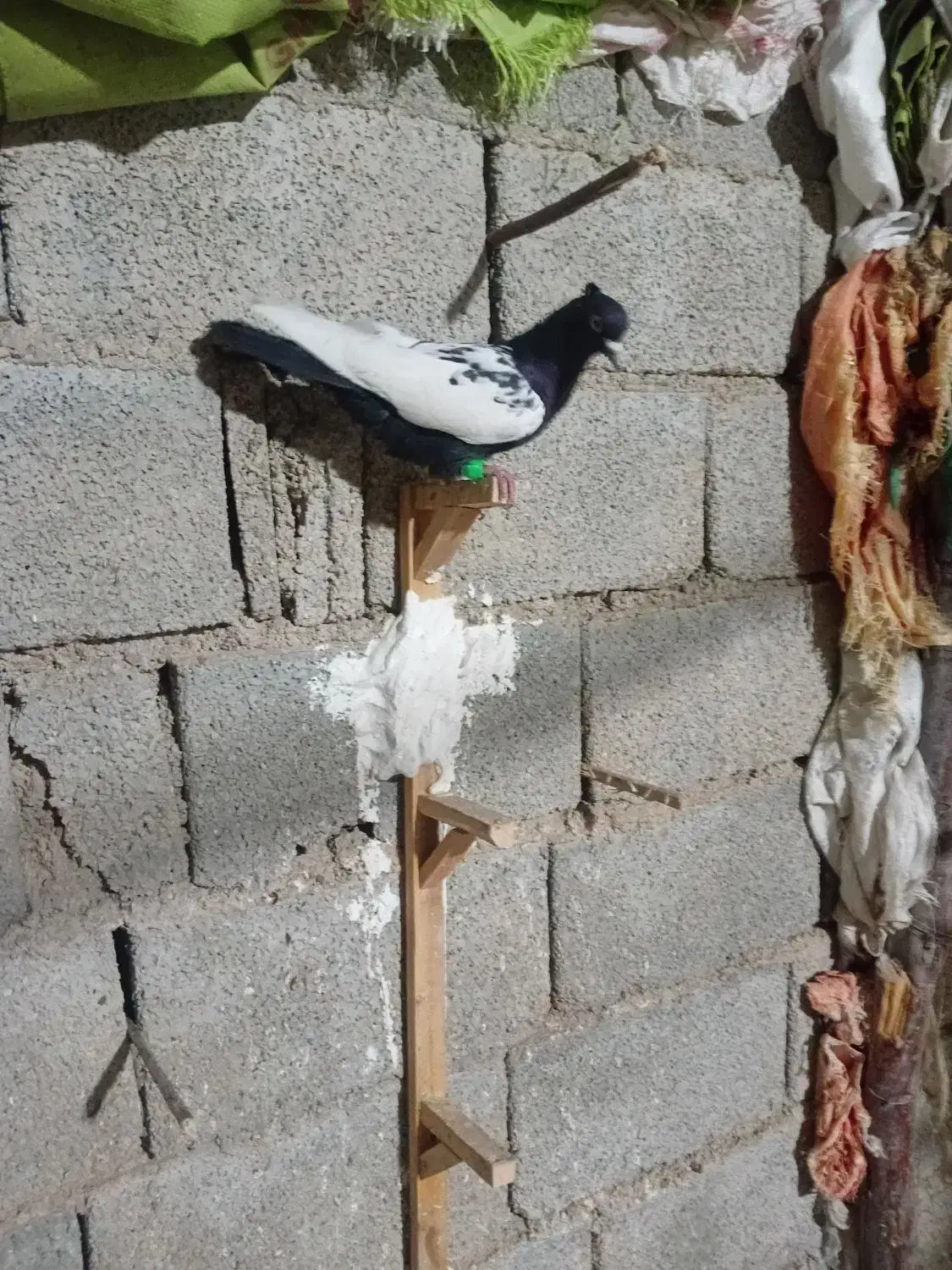 کبوتر سینه ای|پرنده|اهرم, |دیوار