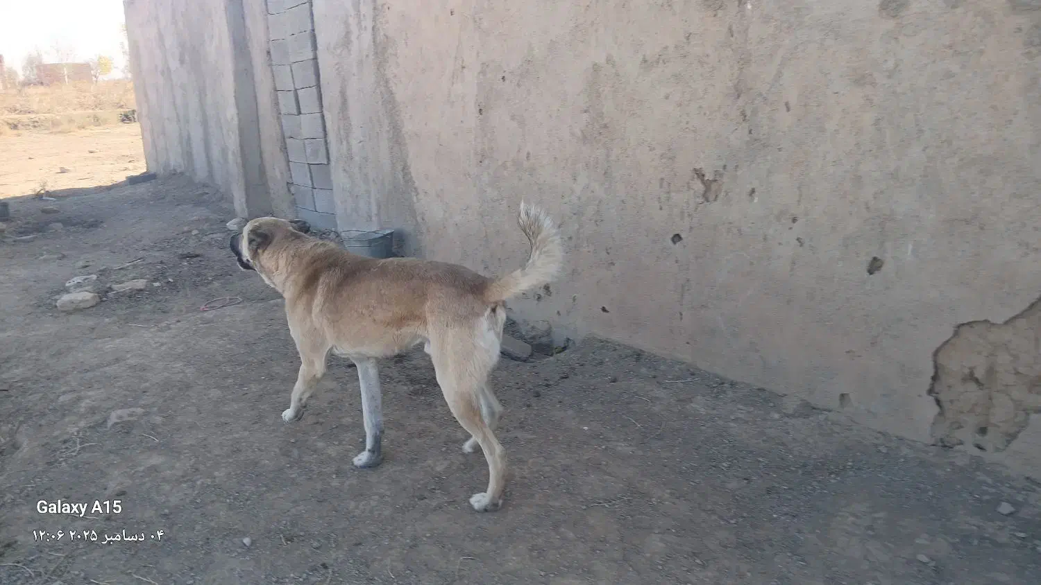 سگ گله ای سرابی|سگ|اسفرورین, |دیوار