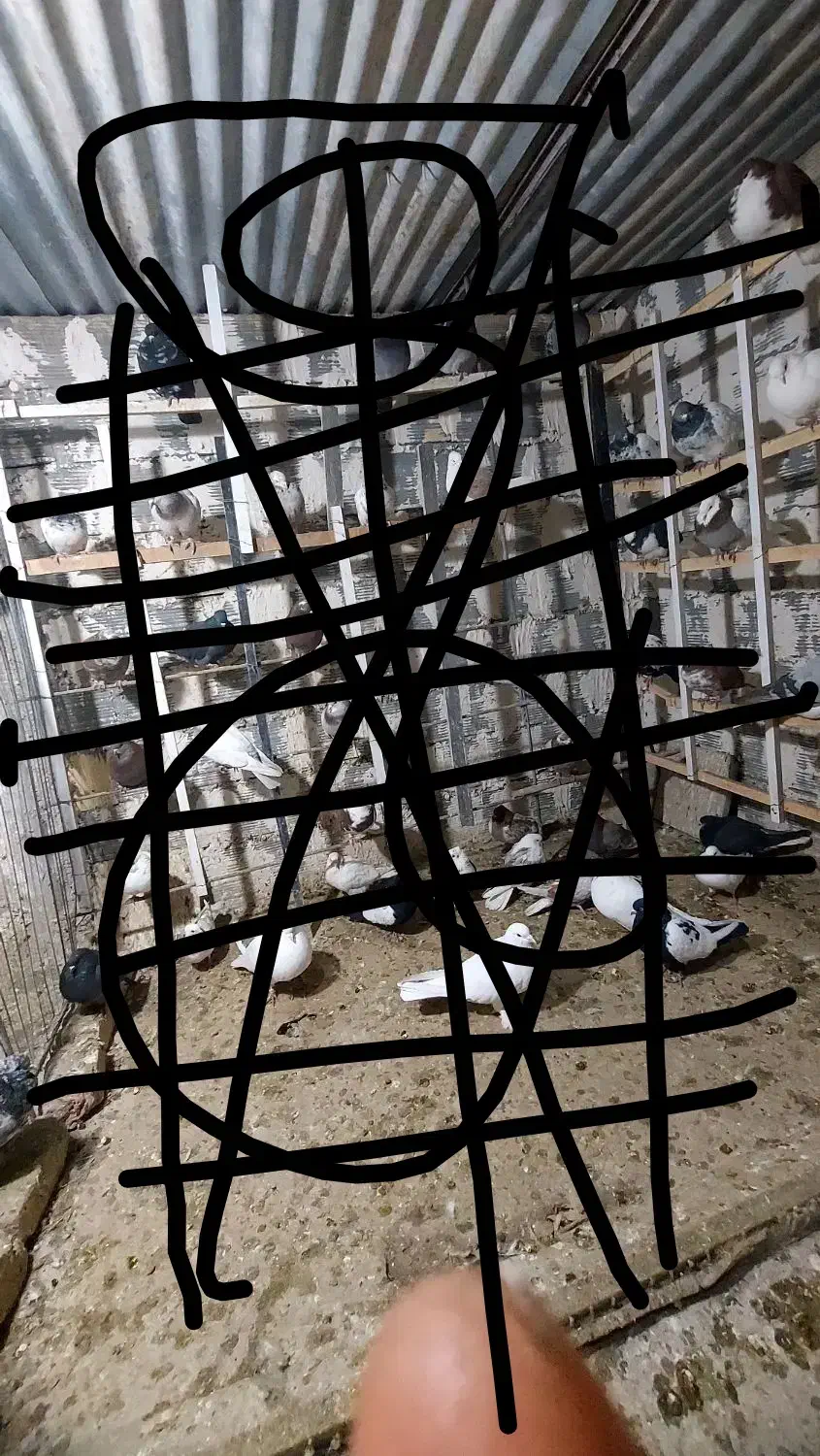 طوقی ماده دورنگ|پرنده|قم, ولیعصر|دیوار