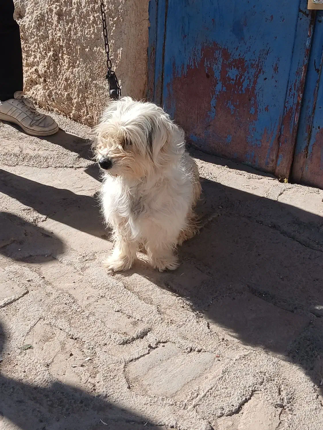 سگ پاکوتاه|سگ|ابهر, |دیوار