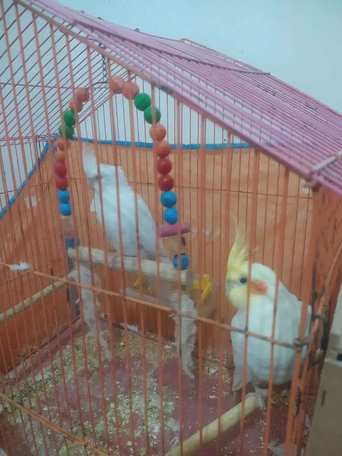 عروس هلندی|پرنده|امیدیه, |دیوار