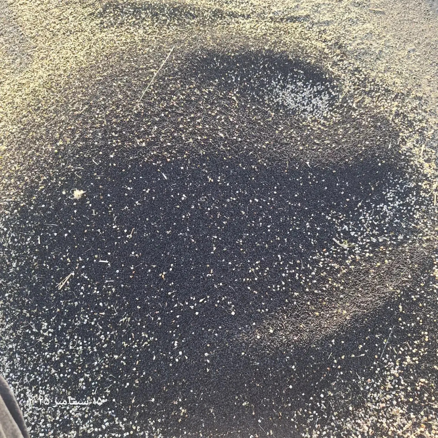 فروش بذر تره وارزن|خدمات باغبانی و درختکاری|مبارکه, |دیوار