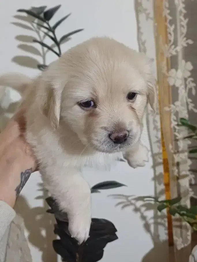 توله سگ|سگ|سلمانشهر, |دیوار