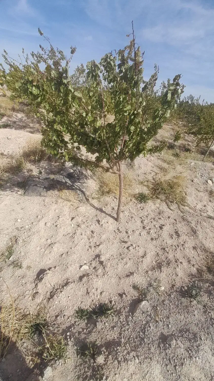 فوری|فروش دفتر صنعتی، کشاورزی، تجاری|اسکو, |دیوار