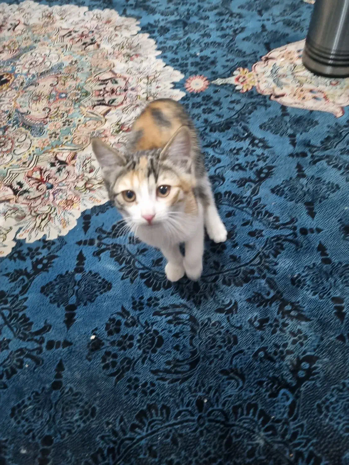 گربه خونگی|گربه|شیراز, شهرک مهدیآباد|دیوار