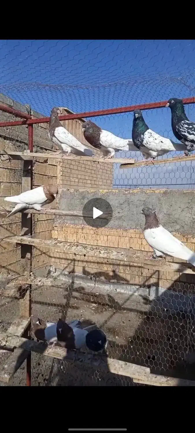 کبوتر|پرنده|مبارکه, |دیوار