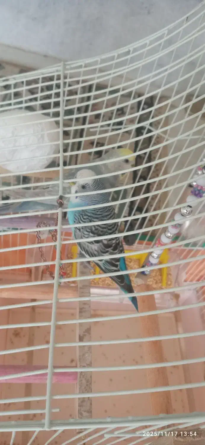 مرغ عشق رینبو|پرنده|سنندج, |دیوار