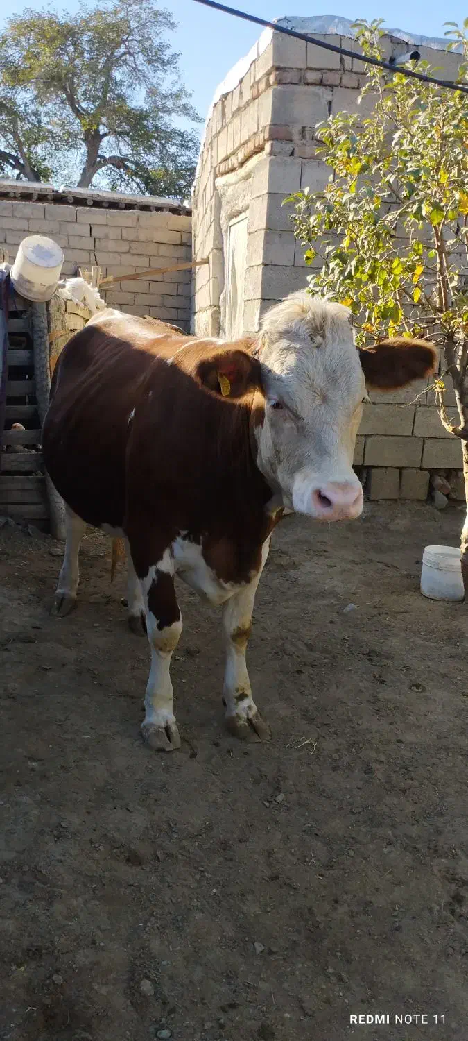 گاو شیری جوان|حیوانات مزرعه|انزل, |دیوار