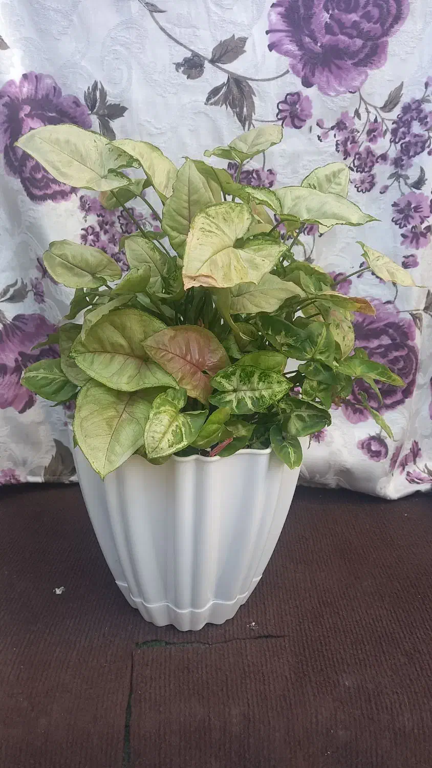 گل سنگنیوم|گل و گیاه طبیعی|رشت, استقامت ۲|دیوار