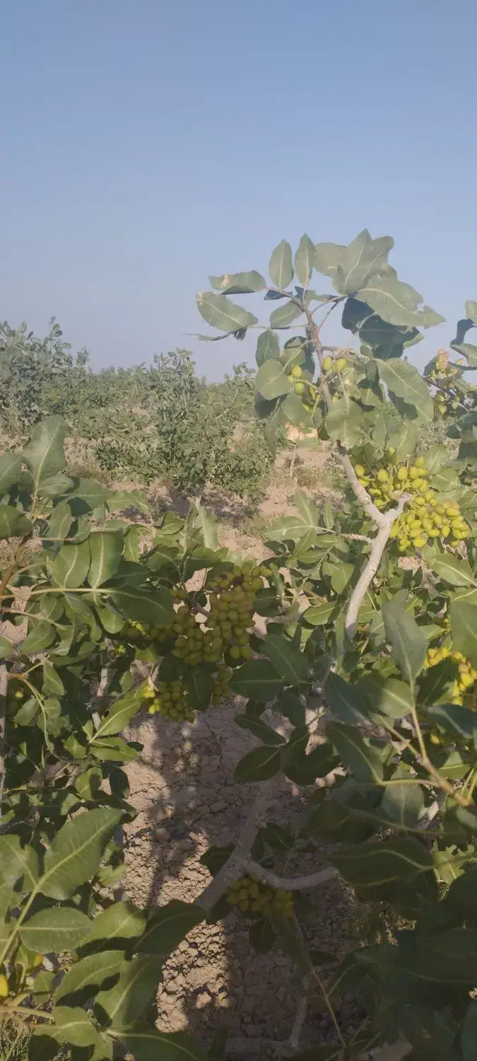 باغ پسته بارده|فروش زمین و ملک کلنگی|بوئین زهرا, |دیوار