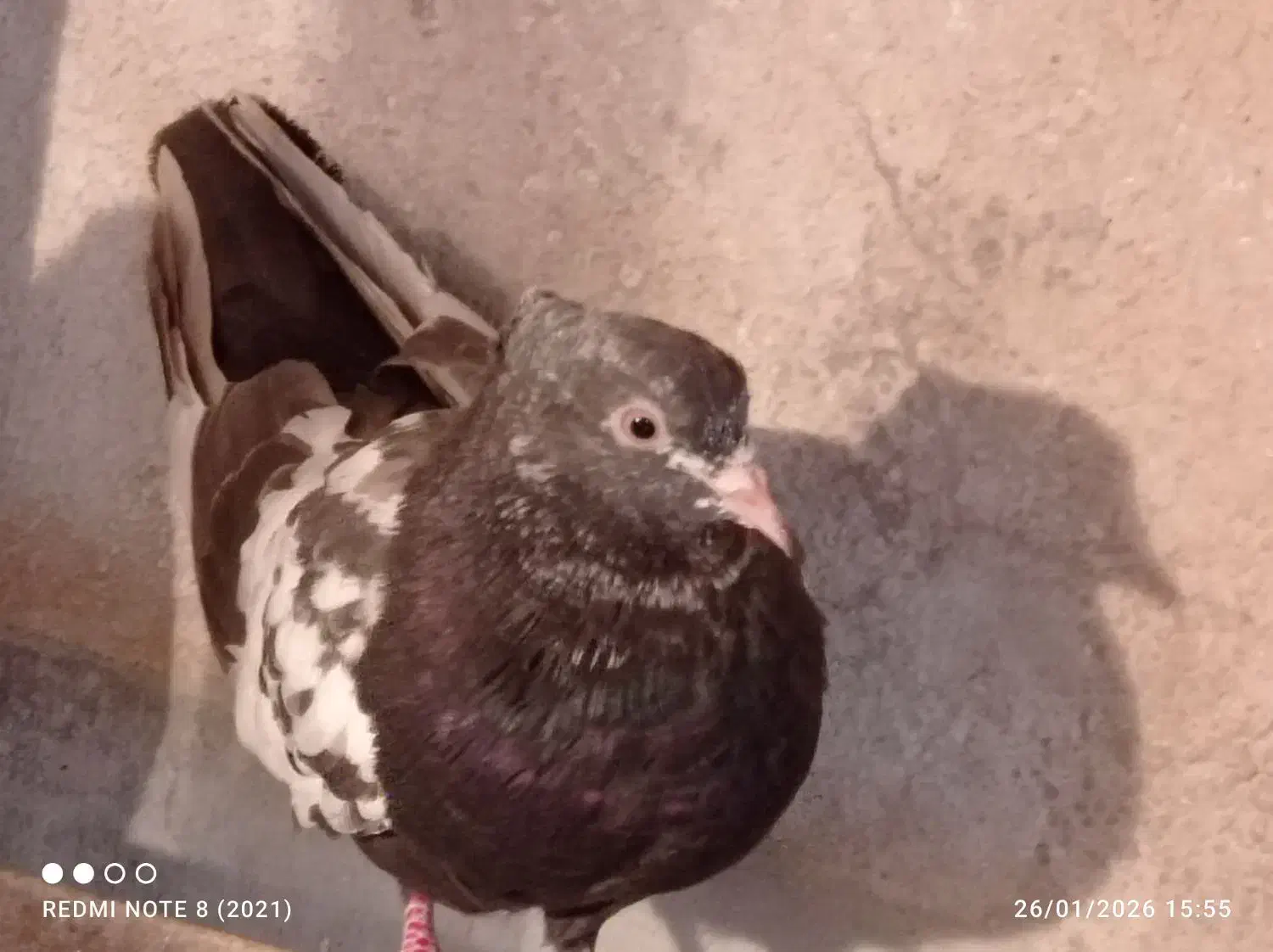 سینه سیاه کاکلی|پرنده|مشهد, سجادیه|دیوار