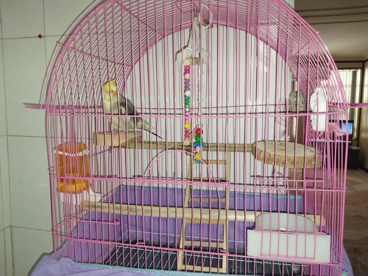 عروس هلندی|پرنده|حمیدیا, |دیوار