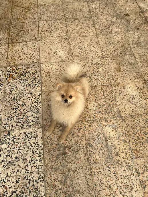 سگ پامرانین نر ۷ ماهه تربیت شده کامل|سگ|پرند, فاز ۲|دیوار