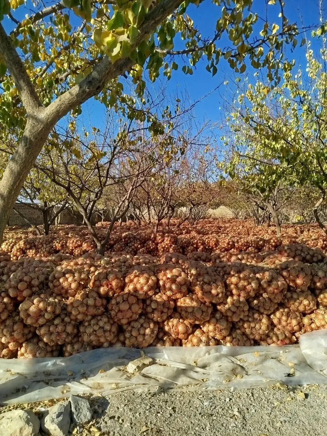 پیاز زرد|عمده‌فروشی|کنگاور, |دیوار