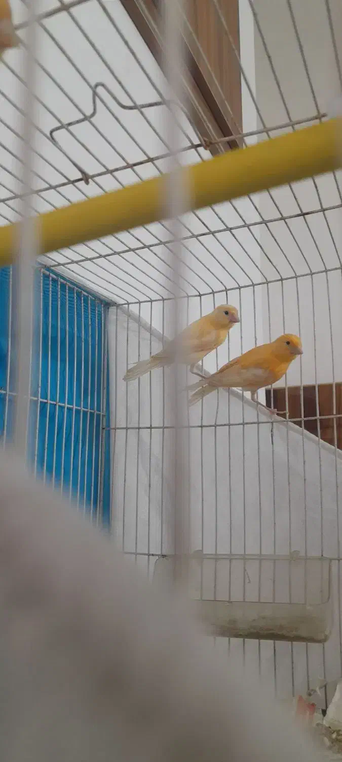 جوجه قناری|پرنده|مشهد, طبرسی شمالی|دیوار