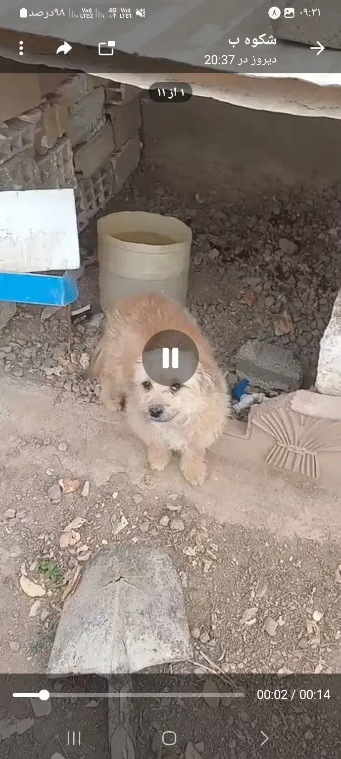 حیون|سگ|نظرآباد, احمد آباد|دیوار