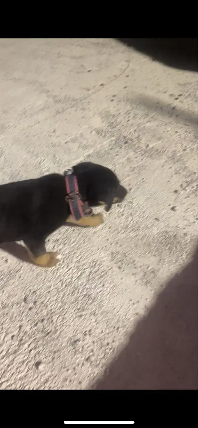 گمشده /توله / دو تومن مژدگانی|حیوانات|دورود, |دیوار