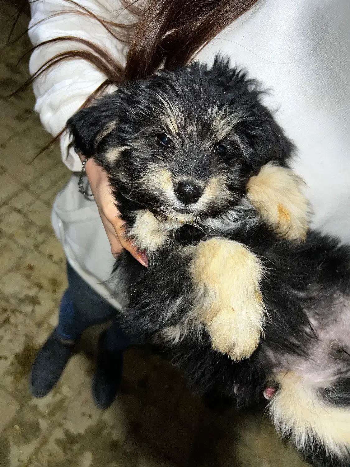 سه تا شیتزو قیمت خوب|سگ|تهران, بلوار کشاورز|دیوار