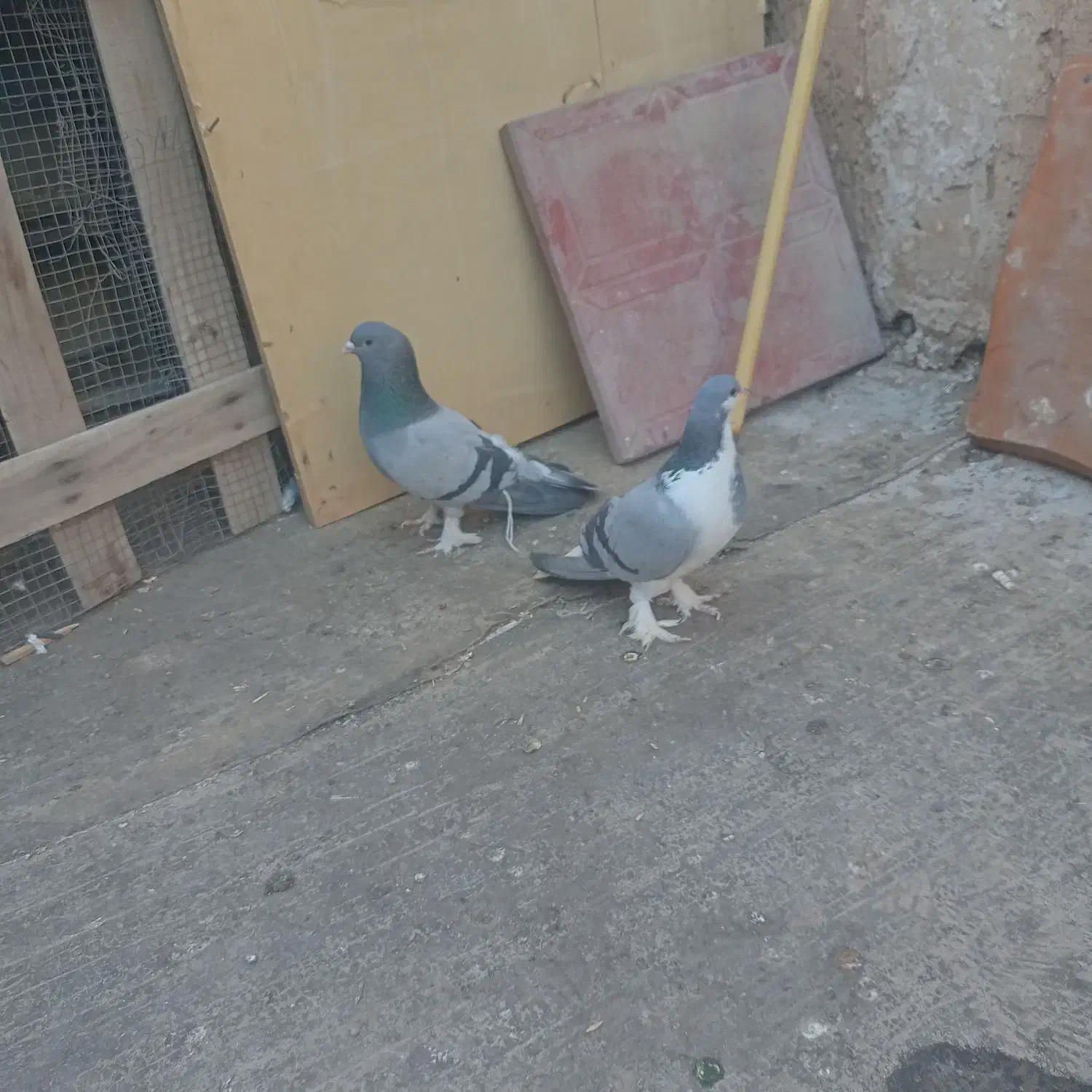 خرقه ابری|حیوانات|اصفهان, مولوی|دیوار