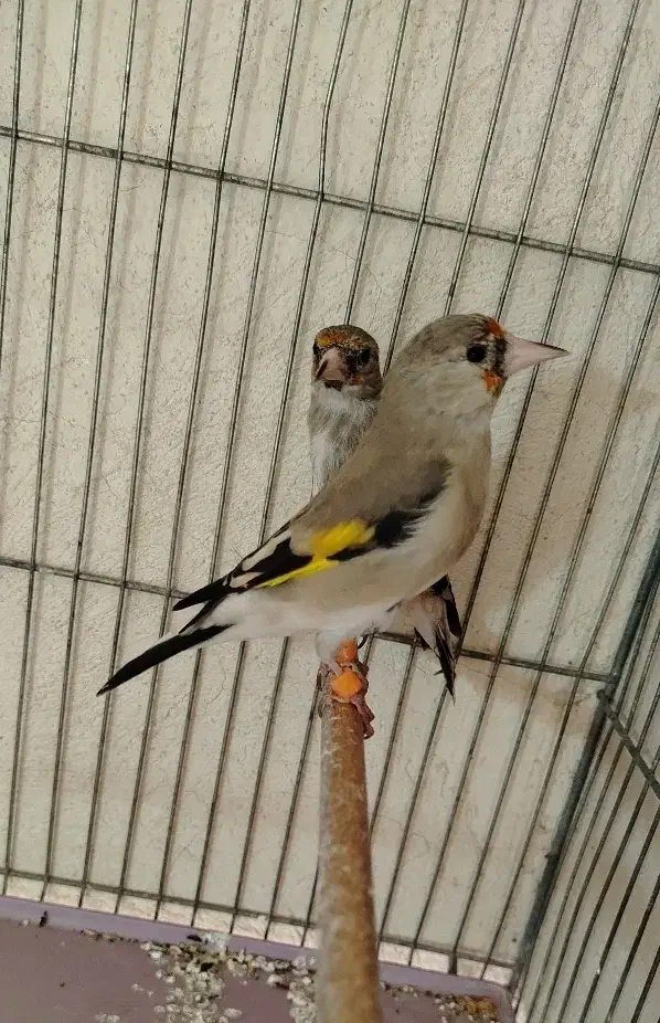 ماده سهره کار داده|پرنده|کرمان, |دیوار