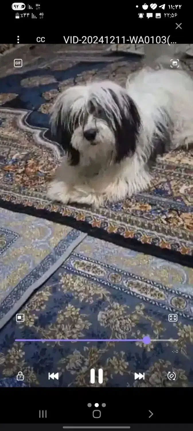 سگ پاکوتاه شیتزو  نر یک سال نیم 5تومن|سگ|میناب, |دیوار