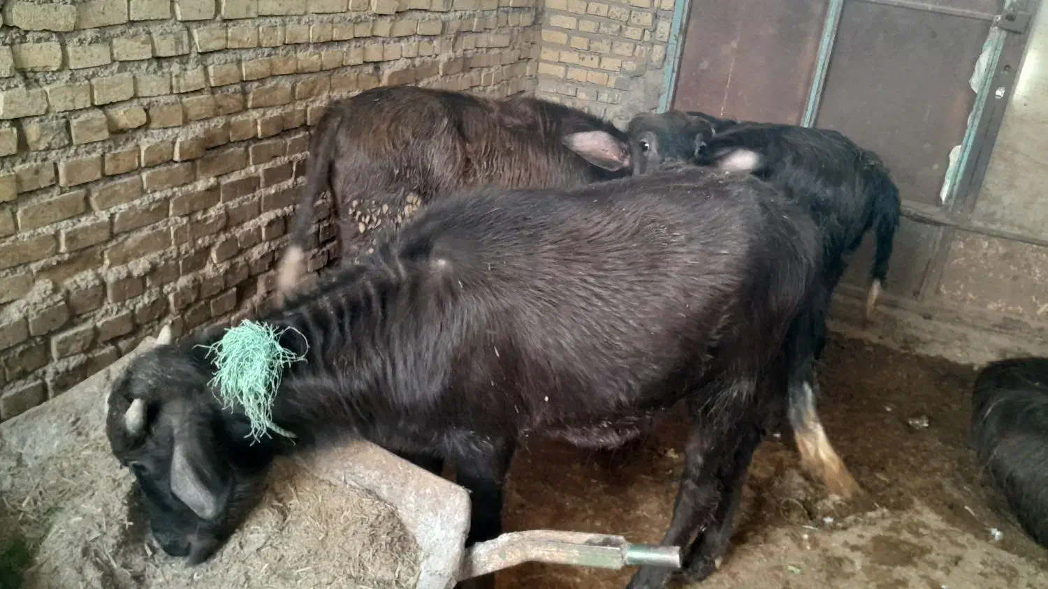 فروش 2راس گوساله گاومیش حشوه سالم|کالسکه و لوازم جانبی|اهواز, گلدشت|دیوار