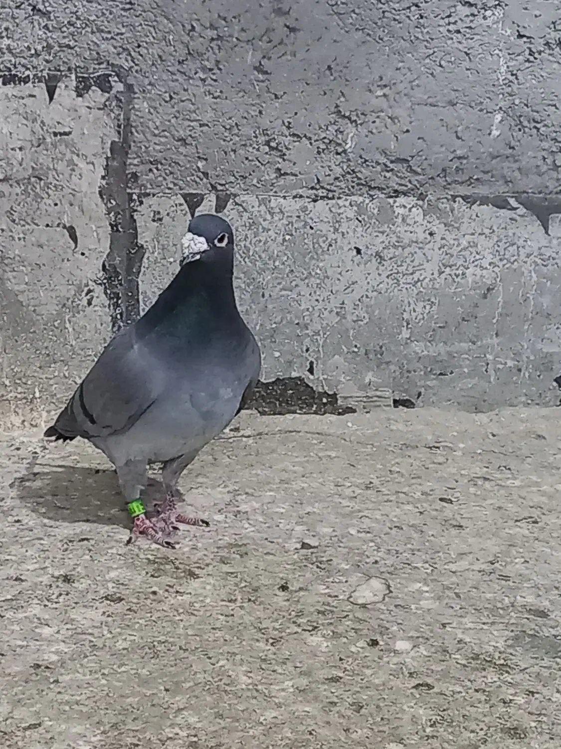کبوتر کبود پلاکی|پرنده|الوند, |دیوار