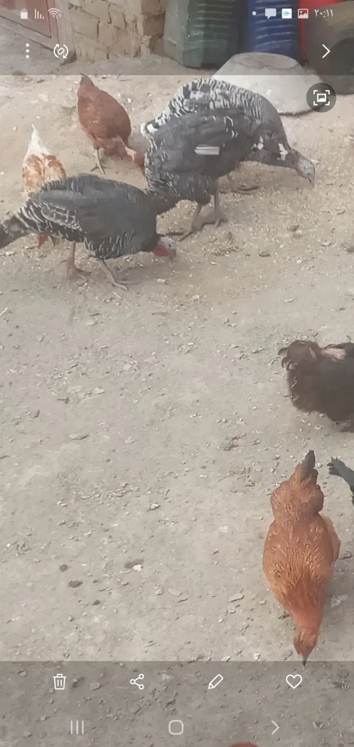 غاز|حیوانات مزرعه|ملایر, |دیوار